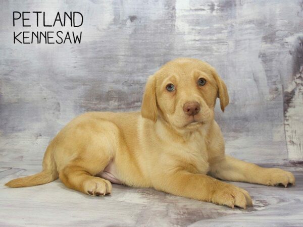 Labrador Retriever DOG Male Yellow 23358 Petland Kennesaw, Georgia