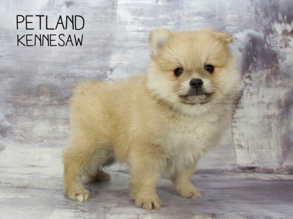 Pomeranian DOG Male BROWN WHITE 23365 Petland Kennesaw, Georgia