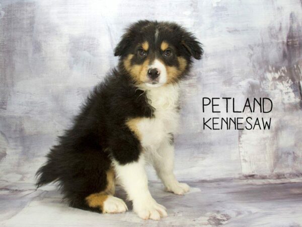 Australian Shepherd DOG Male Black 23370 Petland Kennesaw, Georgia