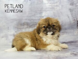 Pekingese-DOG-Female-Sable / White-23372-Petland Kennesaw, Georgia