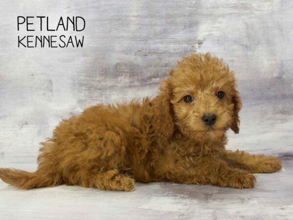 Miniature Goldendoodle 2nd Gen-DOG-Male-Golden-23376-Petland Kennesaw, Georgia