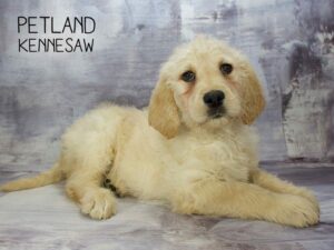 Labradoodle-DOG-Male-Yellow-23378-Petland Kennesaw, Georgia