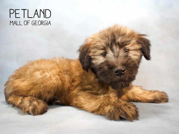 Soft Coated Wheaten Terrier-DOG-Female-Wheaten-2593-Petland Kennesaw, Georgia