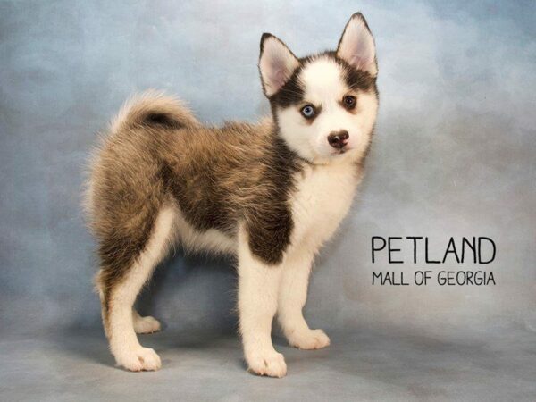 Pomsky DOG Male Gray / White 2592 Petland Kennesaw, Georgia