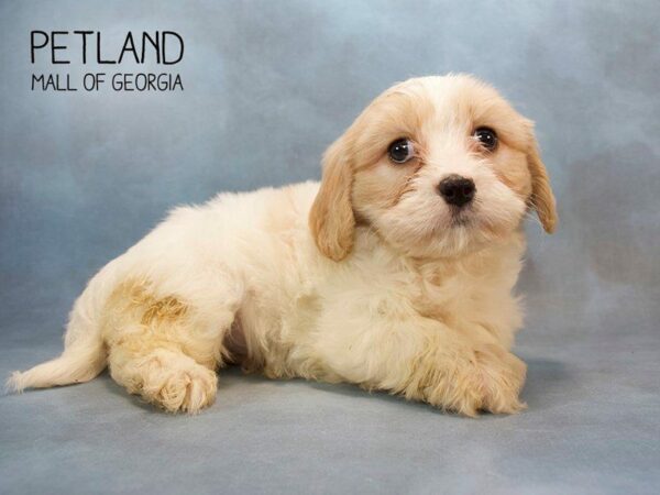 Cavachon DOG Male BLENHEIM 2585 Petland Kennesaw, Georgia