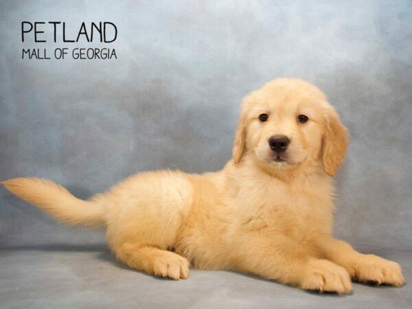 Golden Retriever DOG Male Golden 2573 Petland Kennesaw, Georgia