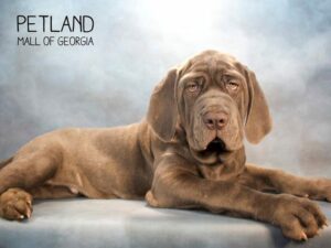 Neapolitan Mastiff-DOG-Male-BL-2571-Petland Kennesaw, Georgia