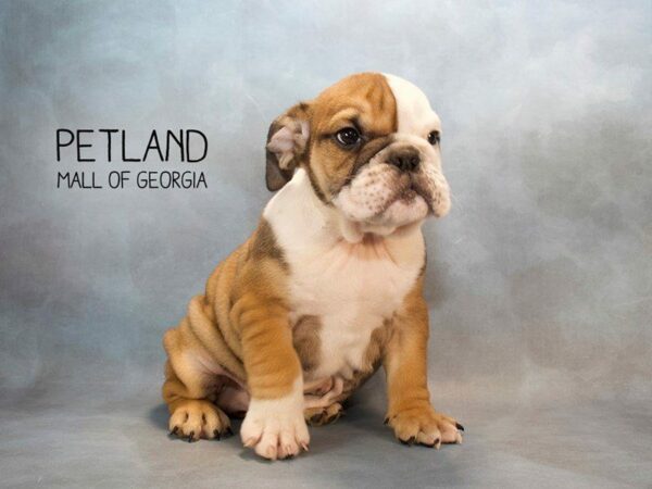 English Bulldog DOG Male RD:WH MKGS 2566 Petland Kennesaw, Georgia