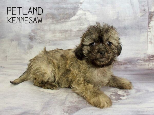 Teddy Bear DOG Male Grizzle 23386 Petland Kennesaw, Georgia