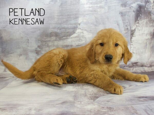 Golden Retriever DOG Male Golden 23391 Petland Kennesaw, Georgia