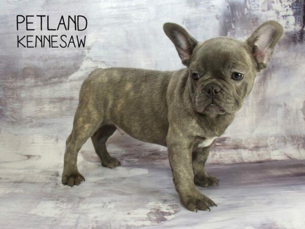 French Bulldog DOG Male BLUE 23393 Petland Kennesaw, Georgia