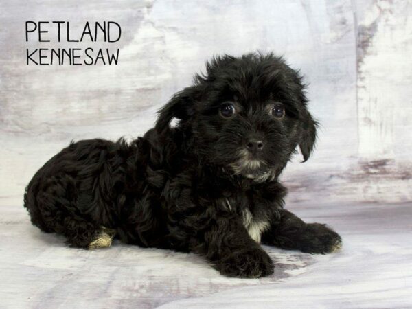 Yorkiepoo-DOG-Female-BLACK-23395-Petland Kennesaw, Georgia