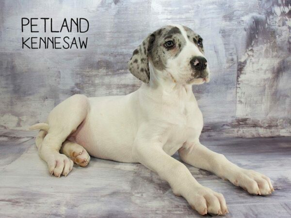 Great Dane DOG Male Merlequin 23398 Petland Kennesaw, Georgia