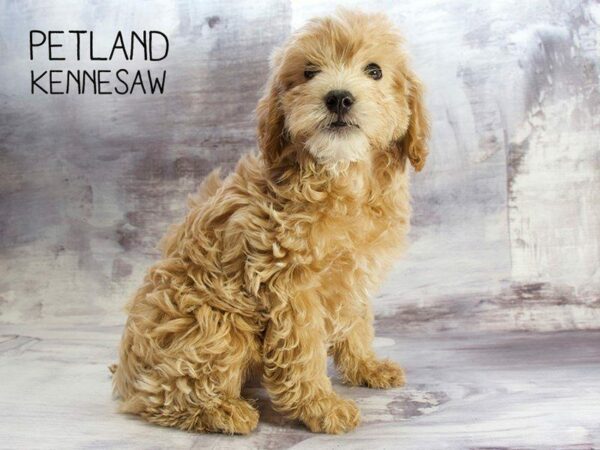 Miniature Goldendoodle 2nd Gen-DOG-Male-Red / White-23401-Petland Kennesaw, Georgia