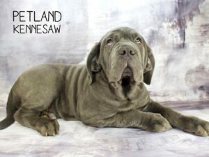 Neapolitan Mastiff-DOG-Male-BL-23410-Petland Kennesaw, Georgia