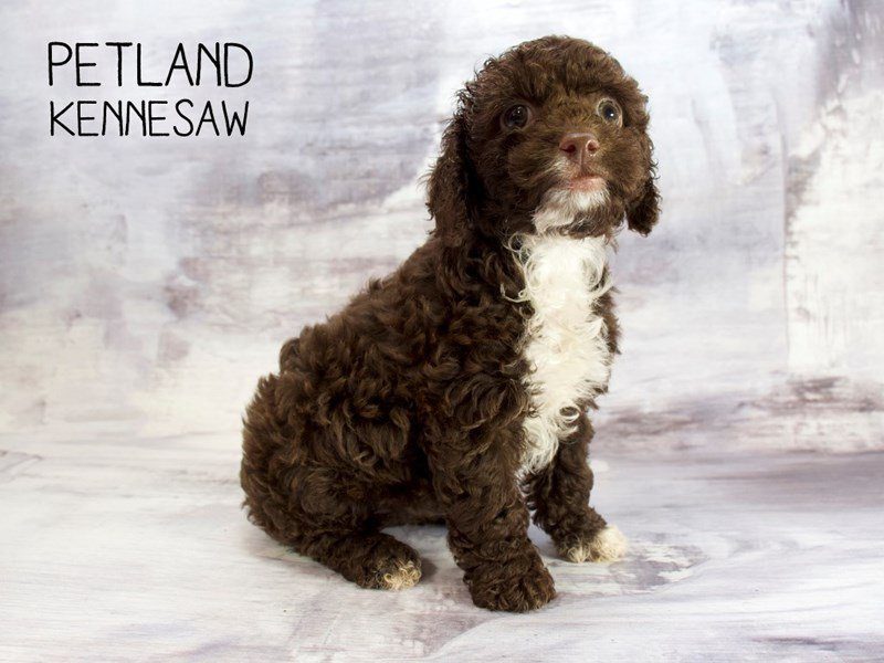 Cockapoo Petco Cockapoo Puppy Chlt & Wh ID:23415 Located at Petland Kennesaw, Georgia