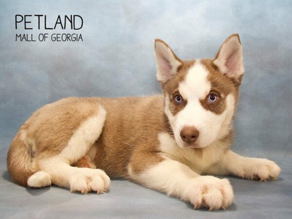 Siberian Husky DOG Female Black White 2610 Petland Kennesaw, Georgia