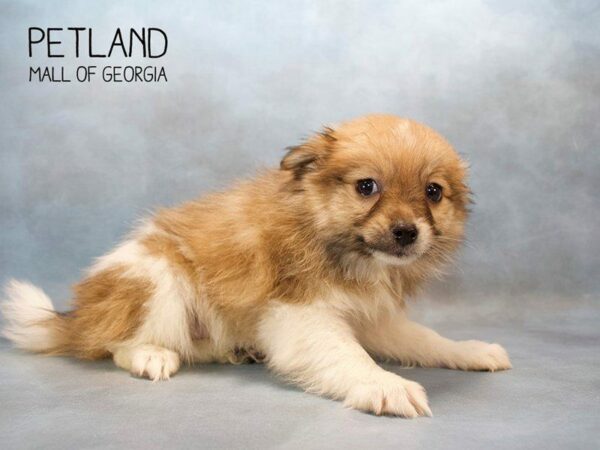 Pomeranian DOG Male Sable & White 2618 Petland Kennesaw, Georgia