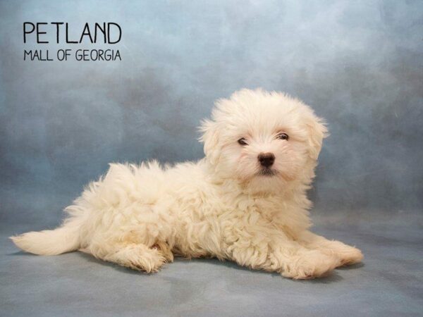 Maltese DOG Male WHITE 2621 Petland Kennesaw, Georgia