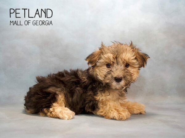 Morkie DOG Male Black 2624 Petland Kennesaw, Georgia