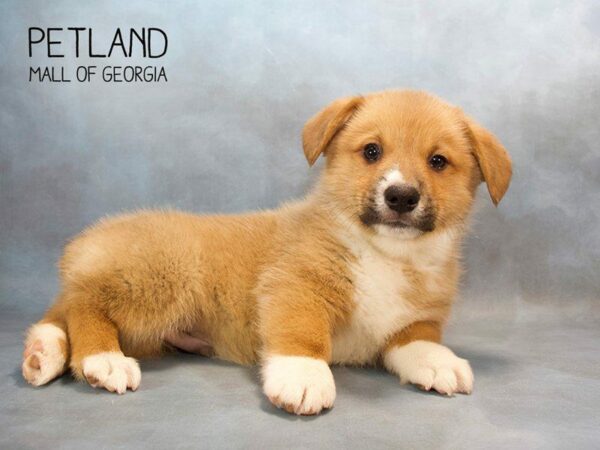 Pembroke Welsh Corgi DOG Male Red / White 2627 Petland Kennesaw, Georgia