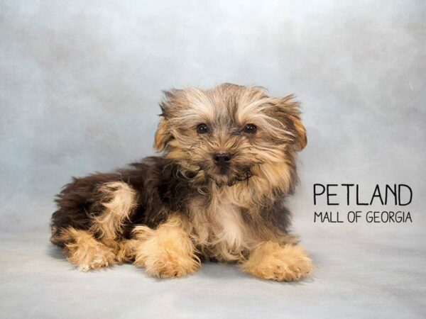 Morkie-DOG-Female-Black-2630-Petland Kennesaw, Georgia