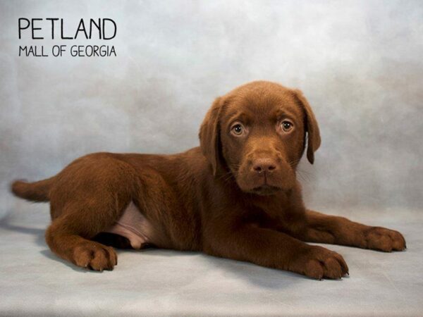 Labrador Retriever-DOG-Male-Chocolate-2632-Petland Kennesaw, Georgia