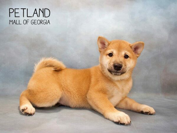 Shiba Inu DOG Female Red Sesame 2633 Petland Kennesaw, Georgia