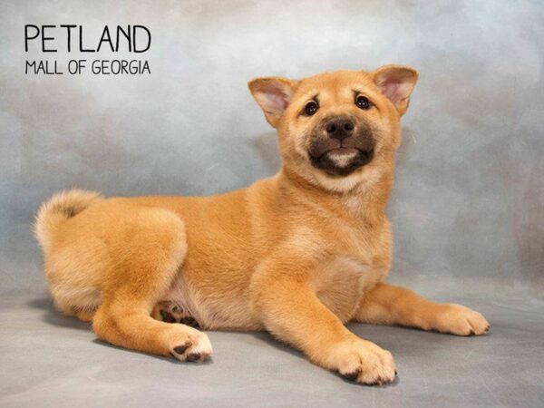 Shiba Inu DOG Female Red Sesame 2634 Petland Kennesaw, Georgia