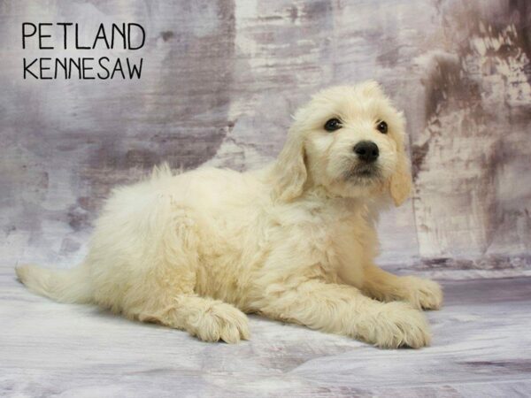 Goldendoodle DOG Male Cream 23422 Petland Kennesaw, Georgia