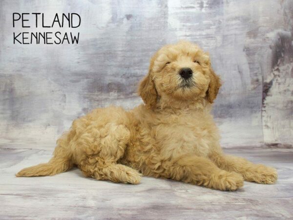 Goldendoodle 2nd Gen DOG Male GOLDEN 23423 Petland Kennesaw, Georgia