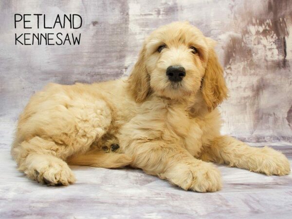 Goldendoodle DOG Female creme 23424 Petland Kennesaw, Georgia