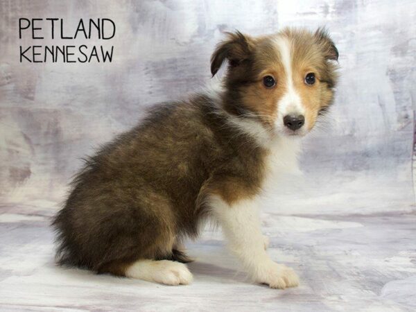 Shetland Sheepdog DOG Male Sable / White 23437 Petland Kennesaw, Georgia