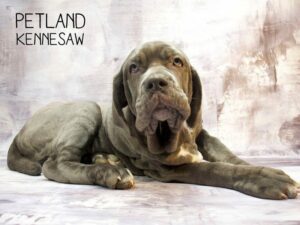 Neapolitan Mastiff-DOG-Female-BL-23448-Petland Kennesaw, Georgia