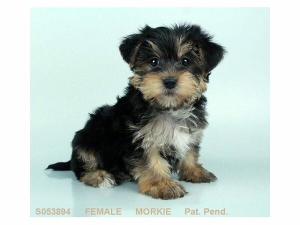 Morkie-DOG-Female-BLK & TN-23459-Petland Kennesaw, Georgia