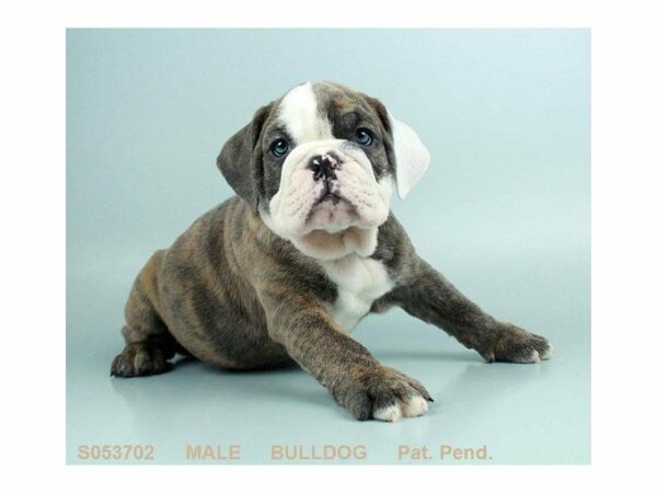 English Bulldog DOG Male FN & BRDL:WH MKGS 23453 Petland Kennesaw, Georgia