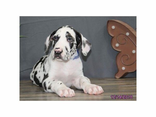 Great Dane DOG Male Harlequin 23477 Petland Kennesaw, Georgia