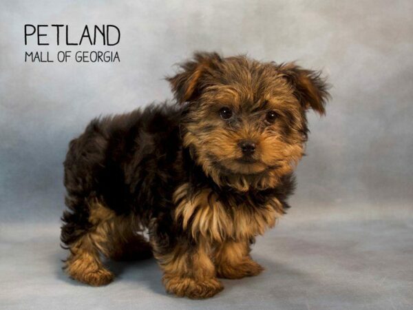 Yorkshire Terrier-DOG-Male-BLK & TN-2644-Petland Kennesaw, Georgia