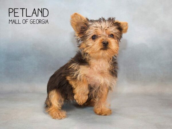 Yorkshire Terrier-DOG-Female-BLK TAN-2659-Petland Kennesaw, Georgia