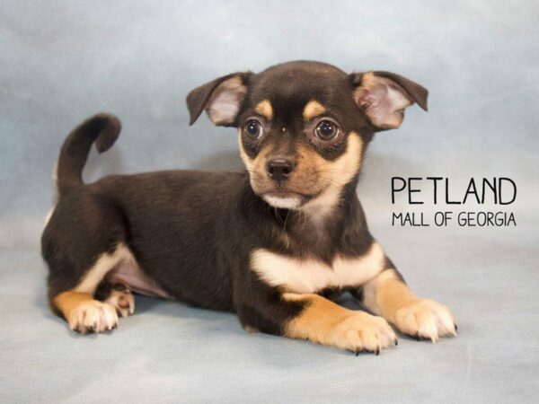 Chihuahua-DOG-Female-BLACK TAN-2662-Petland Kennesaw, Georgia