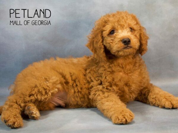 Miniature Goldendoodle 2nd Gen-DOG-Male-Apricot-2673-Petland Kennesaw, Georgia