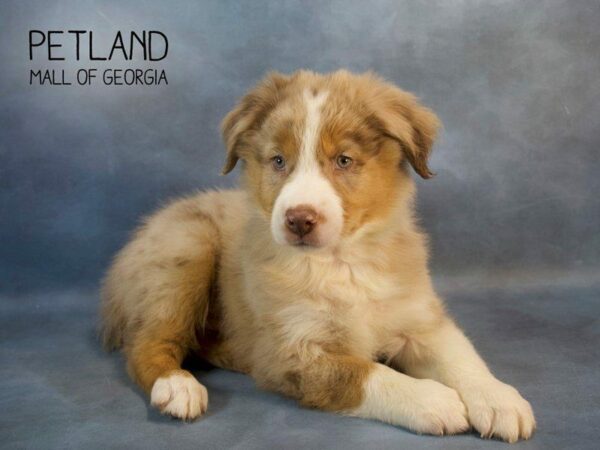 Australian Shepherd DOG Male Red Merle 2679 Petland Kennesaw, Georgia