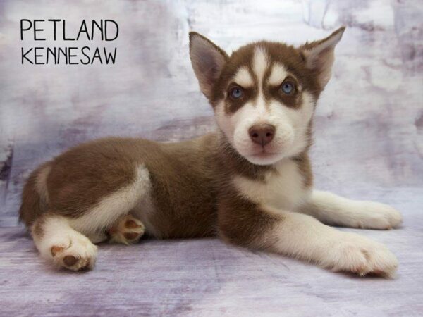 Siberian Husky-DOG-Male-red white-23460-Petland Kennesaw, Georgia