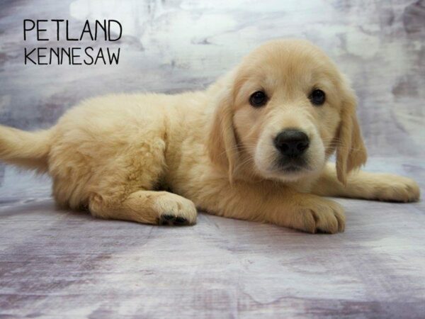 Golden Retriever DOG Female Golden 23464 Petland Kennesaw, Georgia