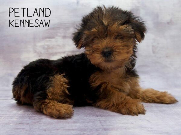 Yorkshire Terrier-DOG-Female-Black Tan-23466-Petland Kennesaw, Georgia