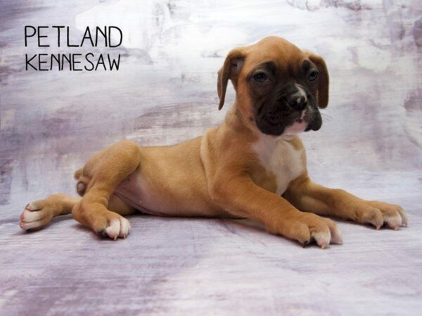 Boxer-DOG-Female-Fawn-23487-Petland Kennesaw, Georgia