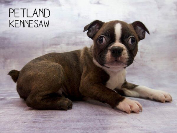 Boston Terrier DOG Male BLK WHITE 23473 Petland Kennesaw, Georgia
