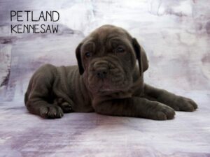 Neapolitan Mastiff-DOG-Female-Blue-23488-Petland Kennesaw, Georgia