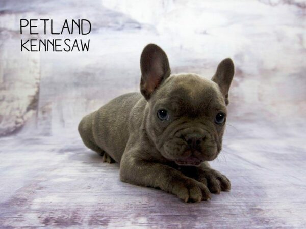 French Bulldog DOG Female Blue 23497 Petland Kennesaw, Georgia