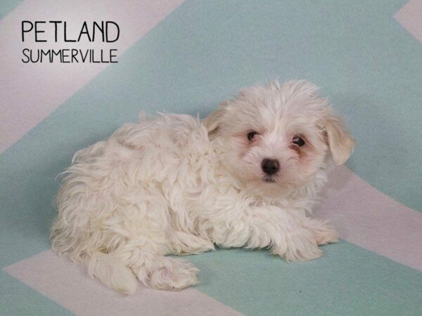 Maltese-DOG-Female-WHITE-2683-Petland Kennesaw, Georgia